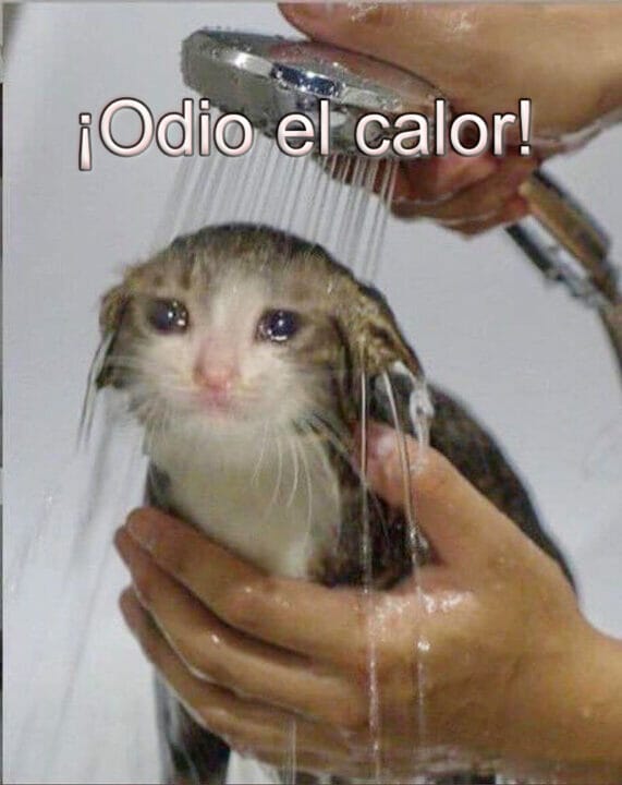 Gato llorando y bañándose porque tiene calor