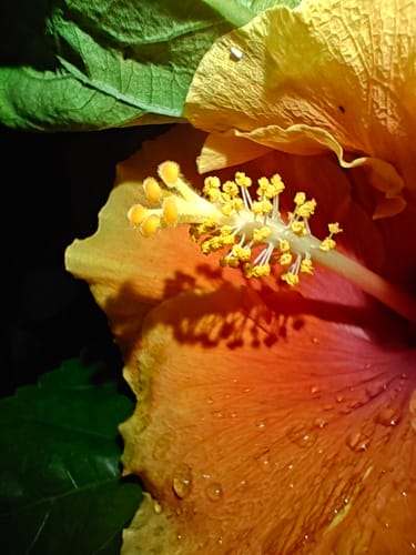 Fotografía de flor tomada en macro con el OnePlus 12R
